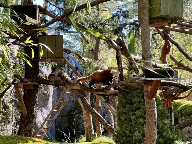 A Guide to Land Park in Sacramento: Sacramento Zoo Red Panda