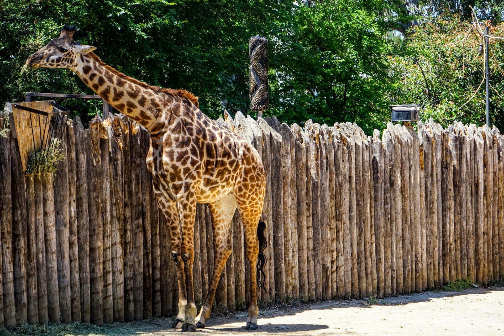 Best Things To Do in Sacramento with Kids: Sacramento Zoo