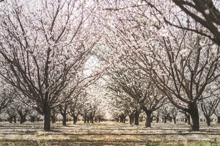 Where to see almond blossoms near Sacramento
