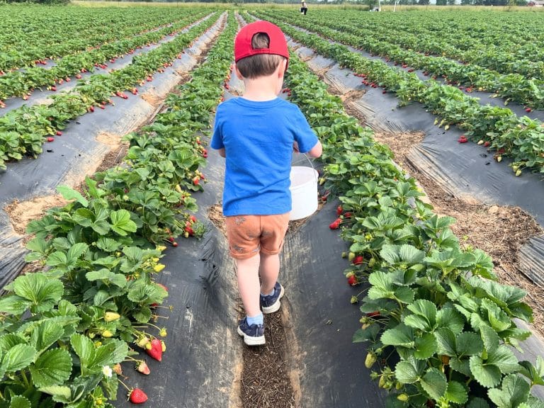 Spring Activities in Sacramento for Kids: Strawberry Picking at Yumm Strawberry Farm in Elk Grove