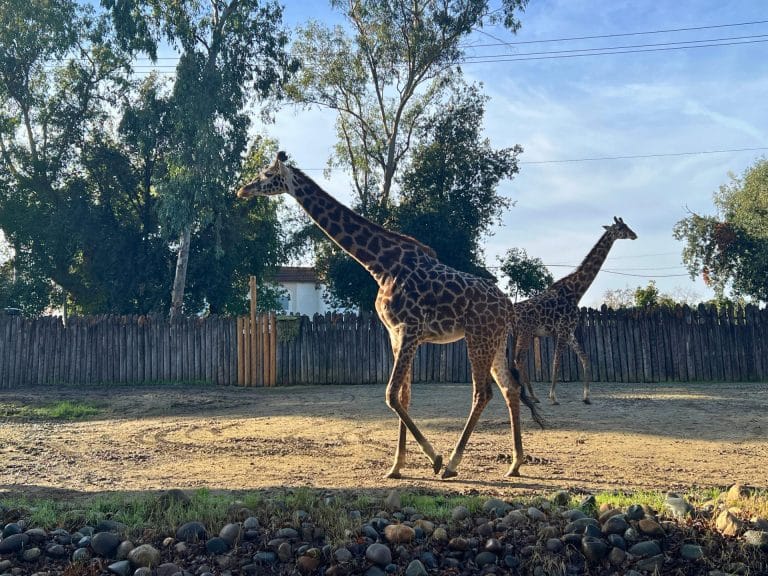 The Ultimate Guide to the Sacramento Zoo: Giraffe Feedings