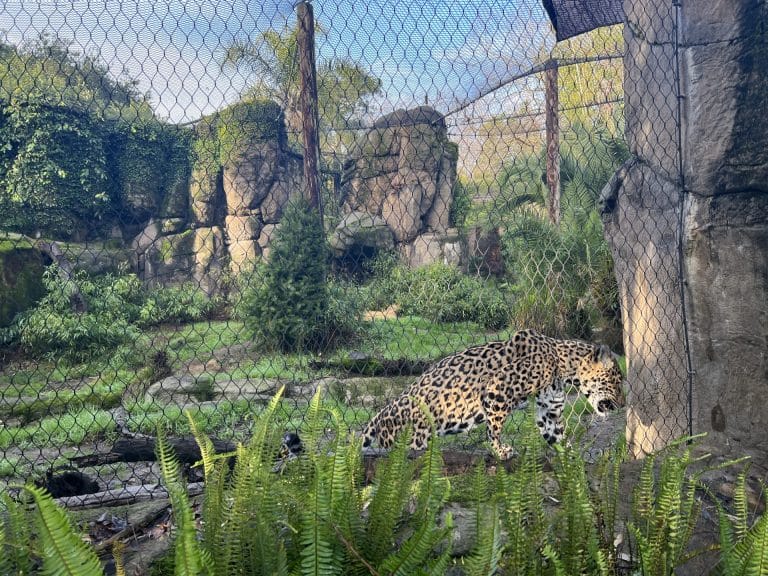 The Ultimate Guide to the Sacramento Zoo: Sasha the Jaguar