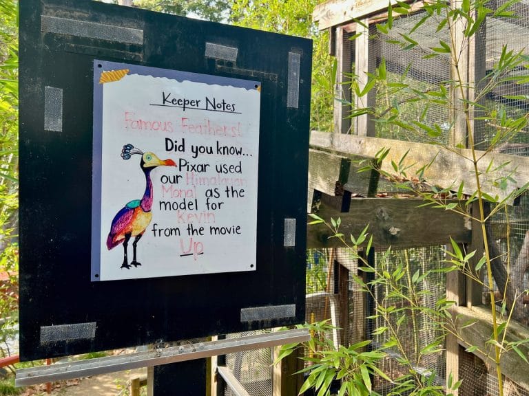 See the birds that inspired Kevin from the movie Up at the Sacramento Zoo.