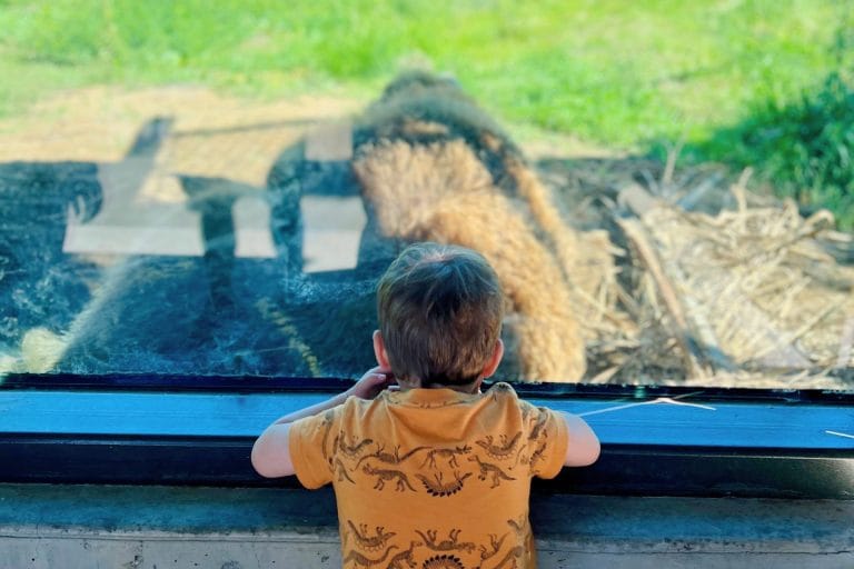 The Ultimate Guide to the Sacramento Zoo: Oakland Zoo