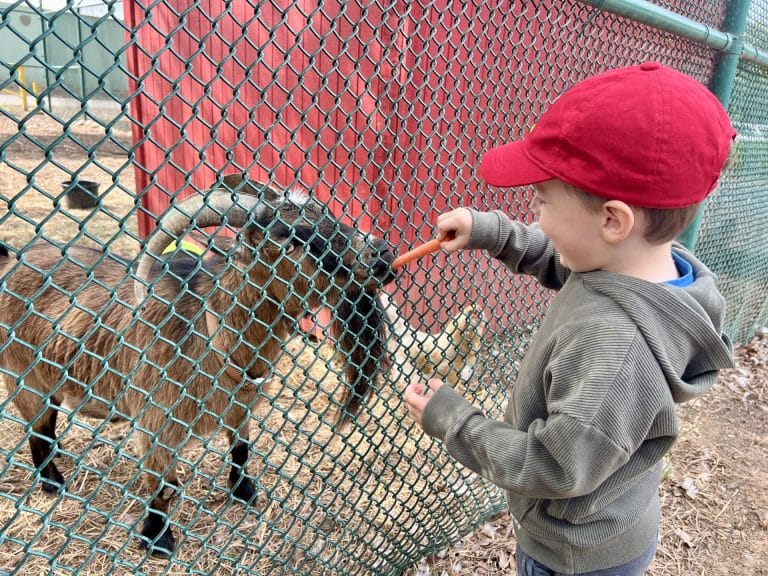 Feed farm animals at Hagan Community Barn in Rancho Cordova