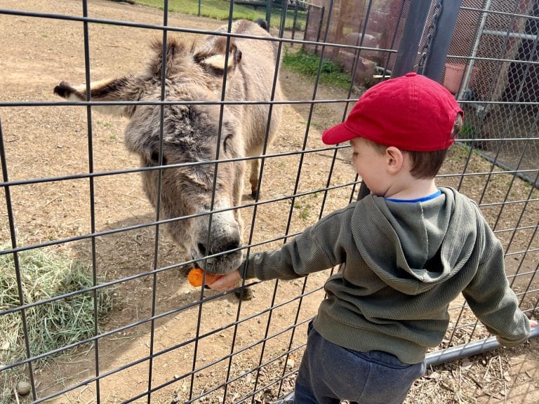Feed farm animals at Hagan Community Barn in Rancho Cordova
