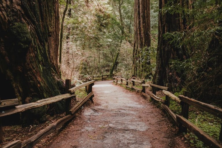 Ultimate Sacramento Summer Bucket List for Kids: Muir Woods