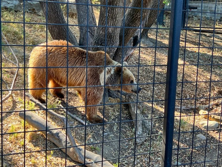 Folsom City Zoo Sanctuary - Animals - Eurasian Brown Bear