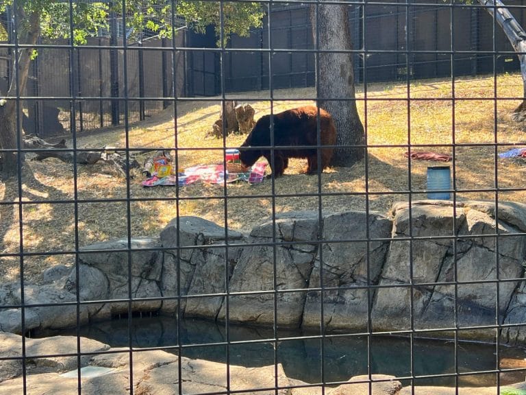Folsom City Zoo Sanctuary Black Bear Awareness Weekend