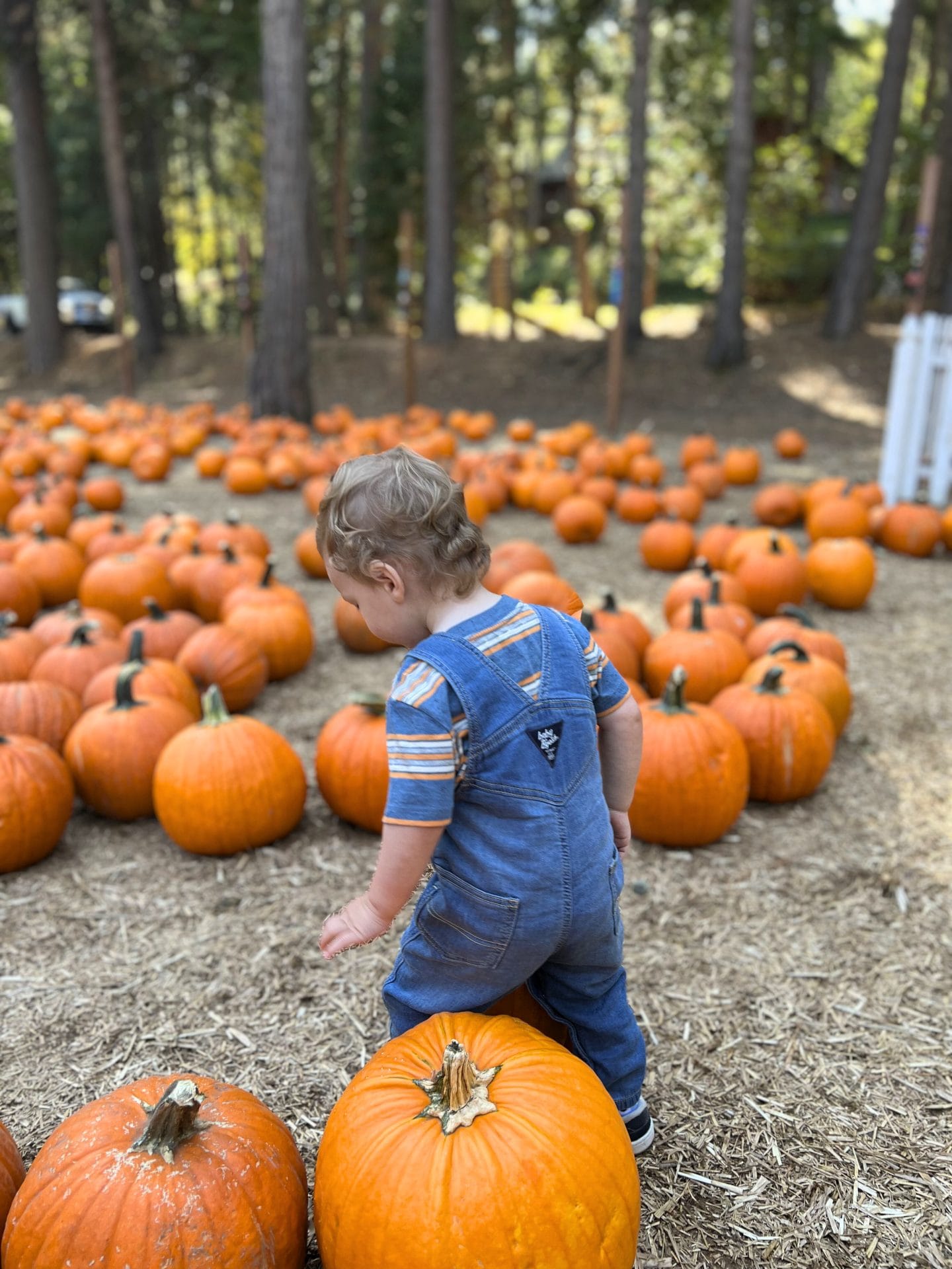 Apple Ridge Farms in Apple Hill (2026 Guide) - Sactown Supermom