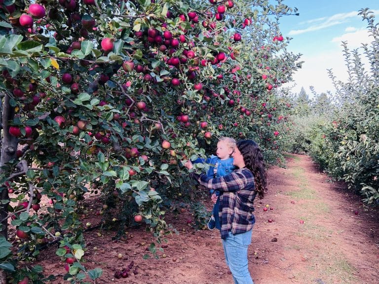 Apple Ridge Farms in Apple Hill