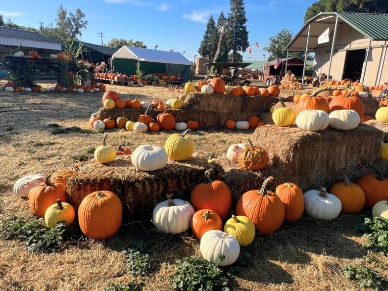 Zittel Farms Pumpkin Patch in Folsom