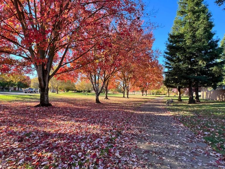 Best Fall Activities in Elk Grove for Families: Camden Park