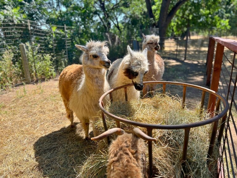 Best Fall Activities in Elk Grove for Families: Fog Willow Farms