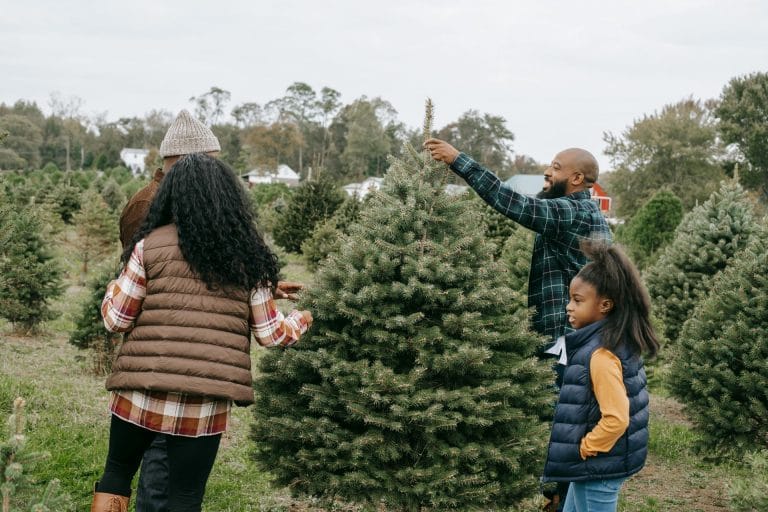 Best Christmas Tree Farms Near Sacramento