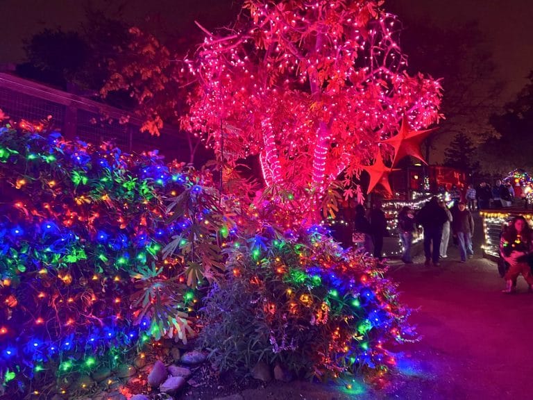 Wild Nights & Holiday Lights at Folsom City Zoo Sanctuary