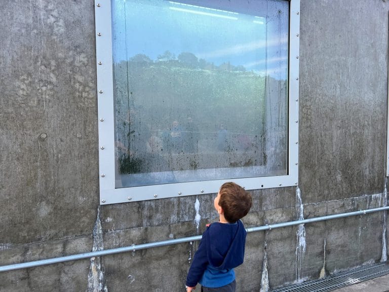 Nimbus Fish Hatchery A Family Guide: Viewing Windows