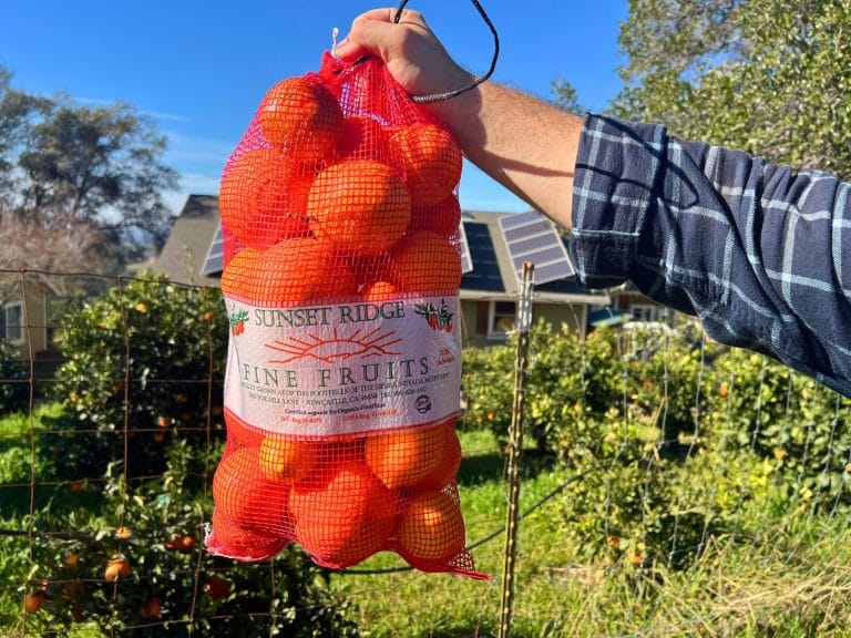 Mandarin Picking at Sunset Ridge Fine Fruits i Newcastle near Sacramento