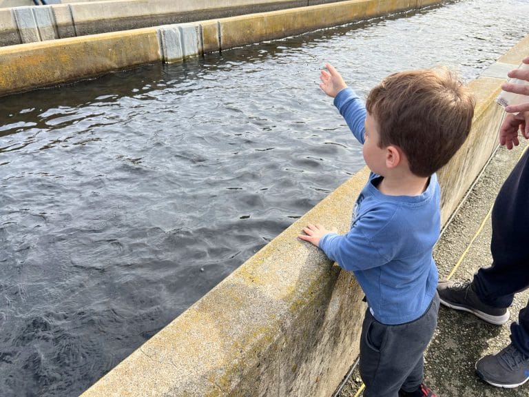 Nimbus Fish Hatchery: Kids can feed fish