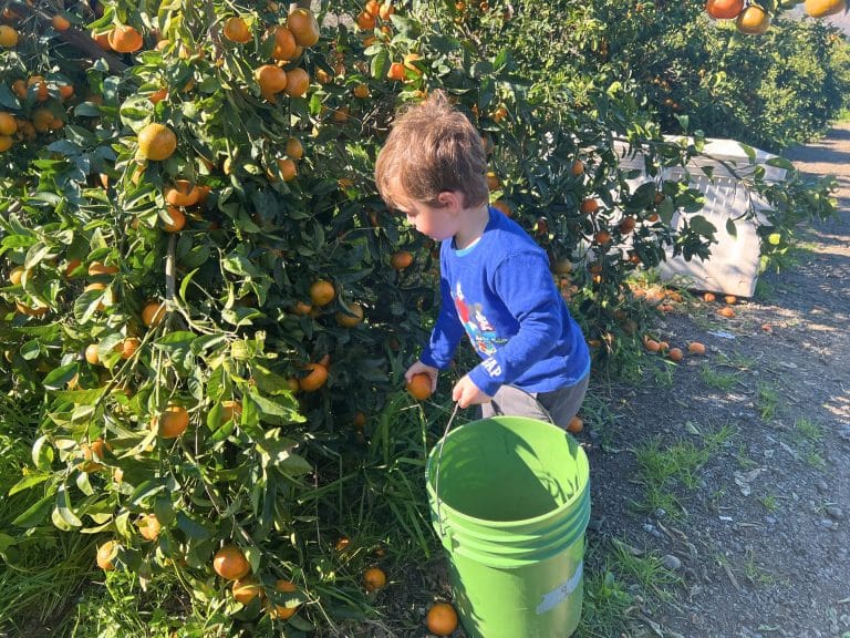 Sunset Ridge Fine Fruits Mandarin Picking