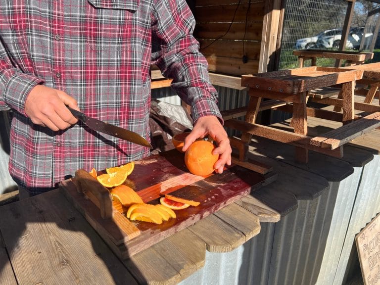 Sample citrus before mandarin picking at Sunset Ridge Fine Fruits
