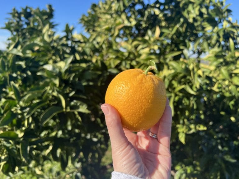 Kids of all ages will love u-pick mandarins at Sunset Ridge Fine Fruits in Newcastle 