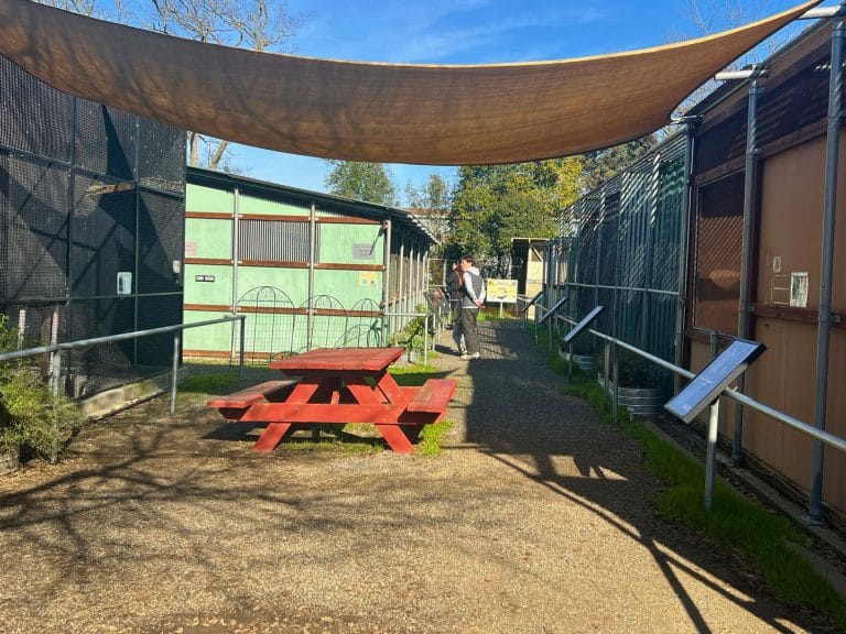 Visiting the California Raptor Center with Kids