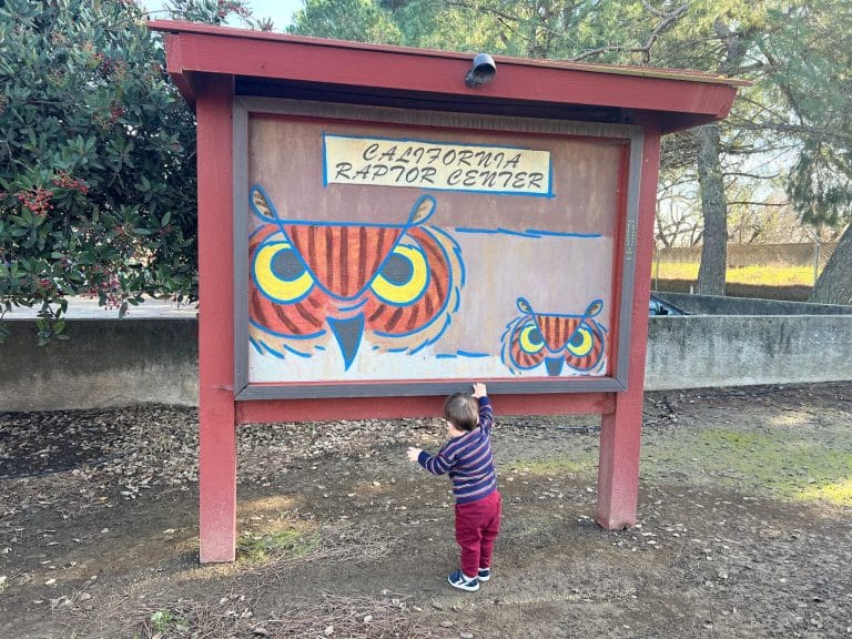Visiting the California Raptor Center with Kids