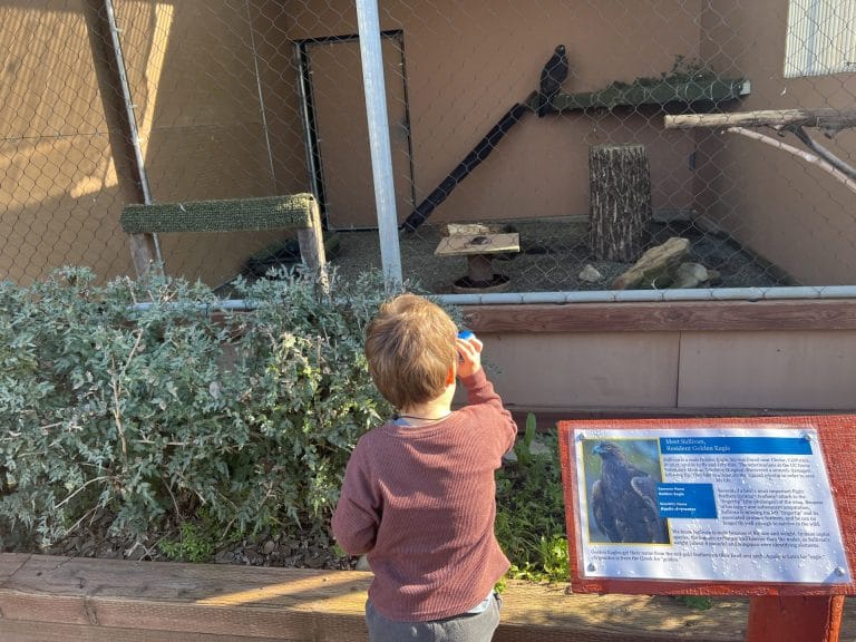 Visiting the California Raptor Center with Kids