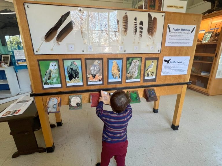 Visiting the California Raptor Center with Kids: Museum 