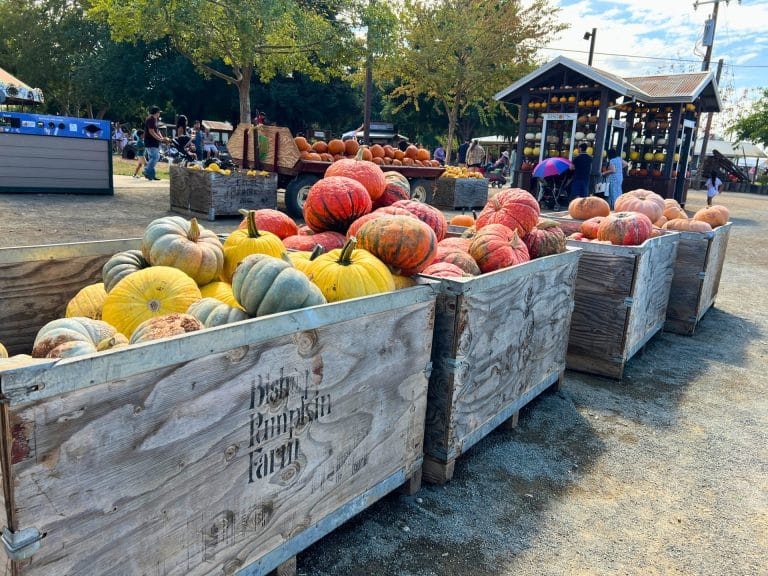 Bishop's Pumpkin Farm Ultimate Family Guide
