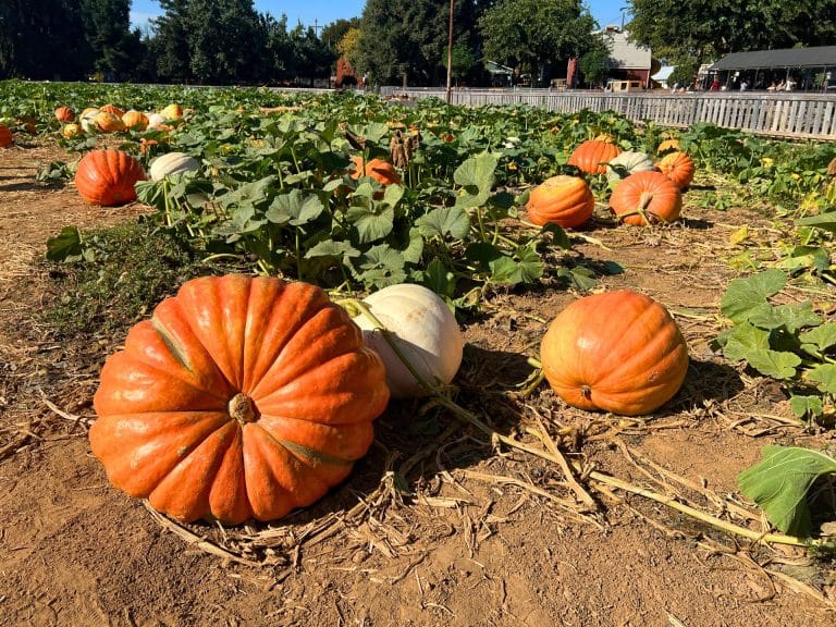 Bishop's Pumpkin Farm Pumpkin Patch