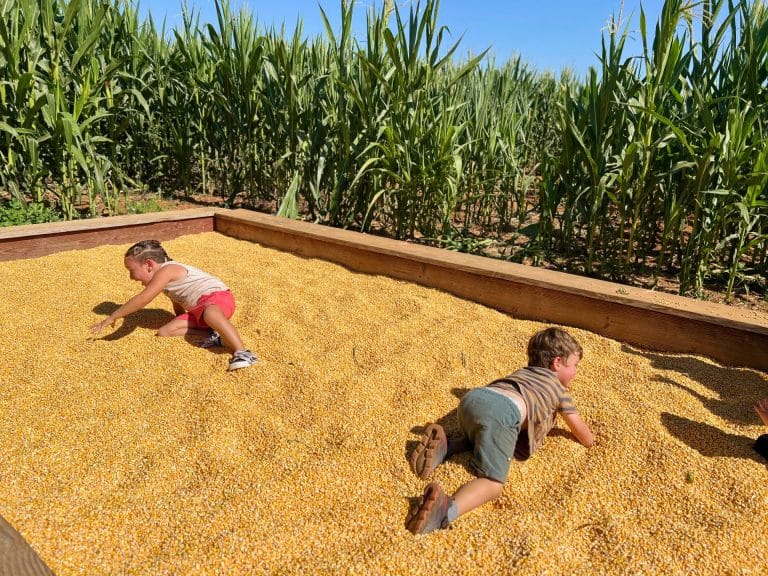 Bishop's Pumpkin Farm: Kiddie Corn Maze