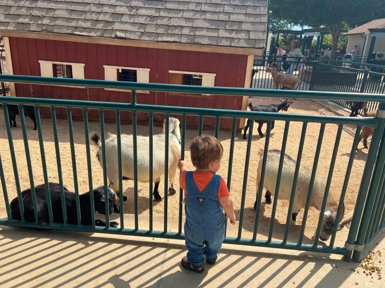 Bishop's Pumpkin Farm: Petting Zoo