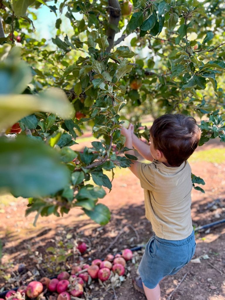Apple Picking at Apple Ridge Farms
