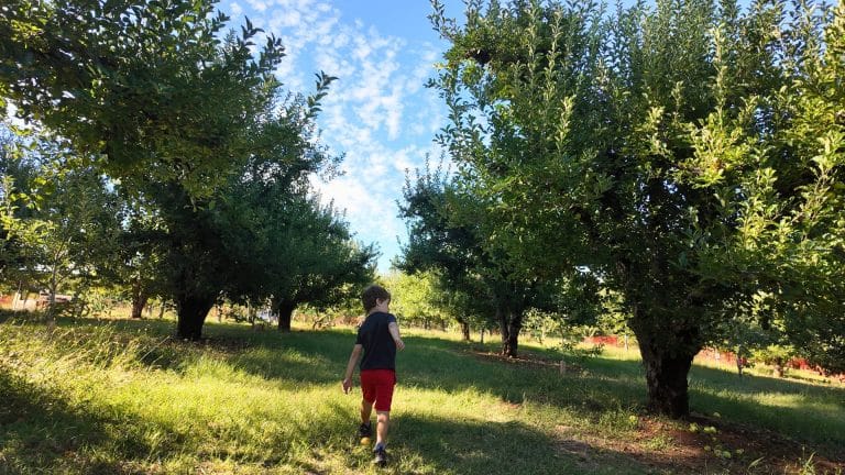 O'Halloran's Apple Trail Ranch Apple Orchard