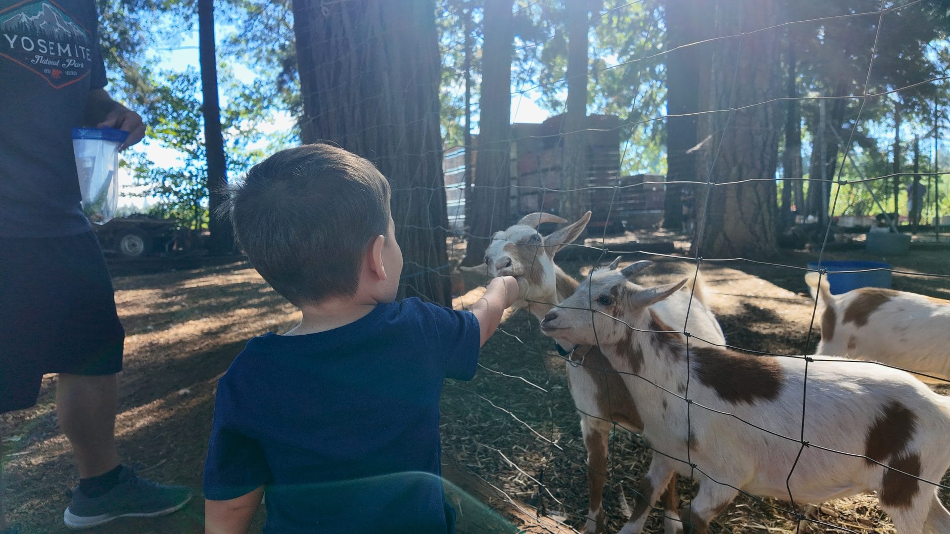Feed goats at O'Halloran's Apple Trail Ranch in Apple Hill 