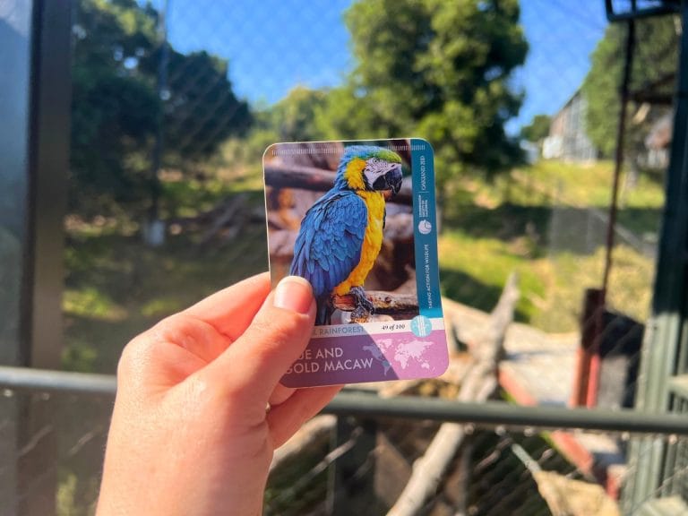 Collect free trading cards at the Oakland Zoo
