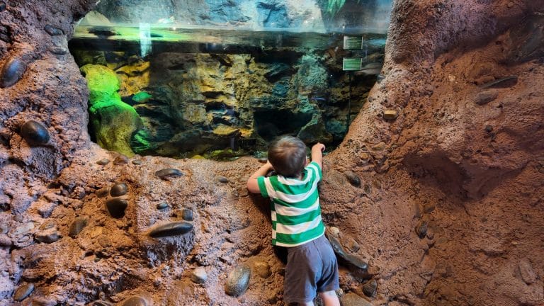 Best Things To Do in Redding with Kids: Turtle Bay Exploration Park
