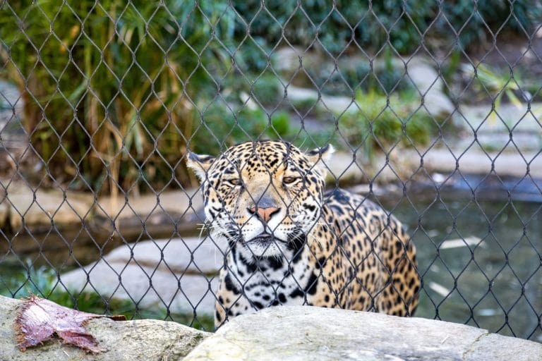 $10 Sacramento Zoo Community Days