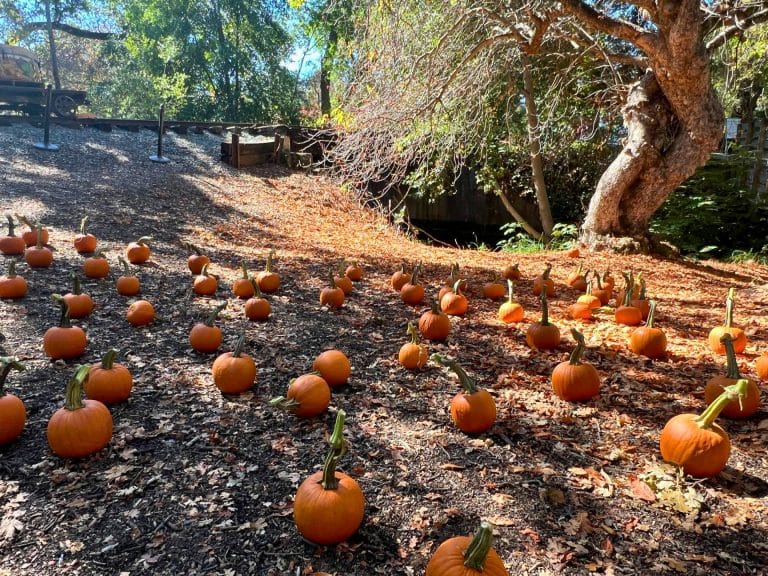 Pumpkin Patch Flyer Train Ride Pumpkin Patch in Folsom