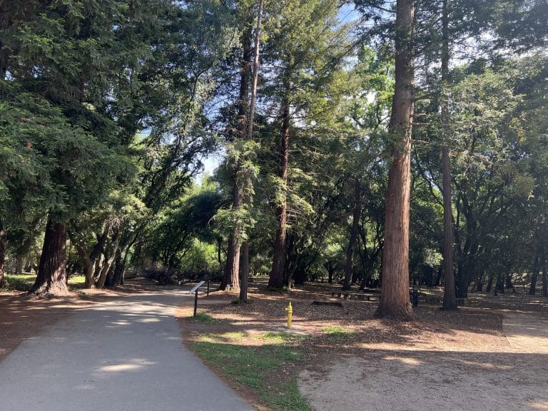 Redwood trees on the Lodi Lake Nature Trail 