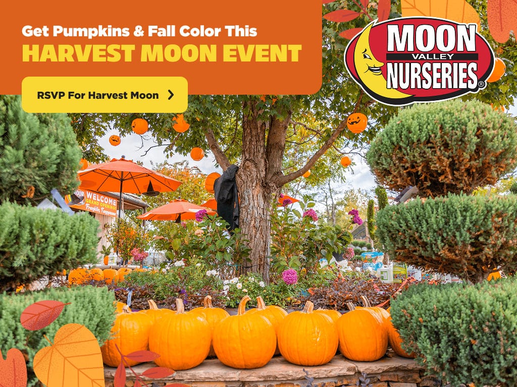 Harvest Moon at Moon Valley Nurseries